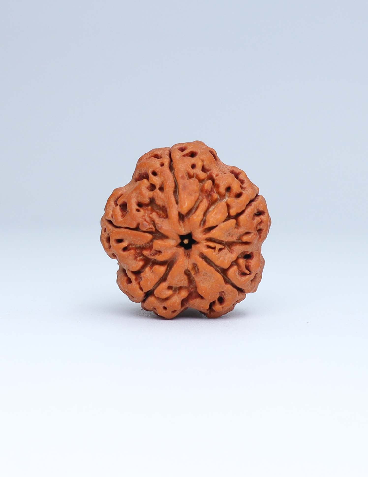 5 Mukhi Nepali Rudraksha