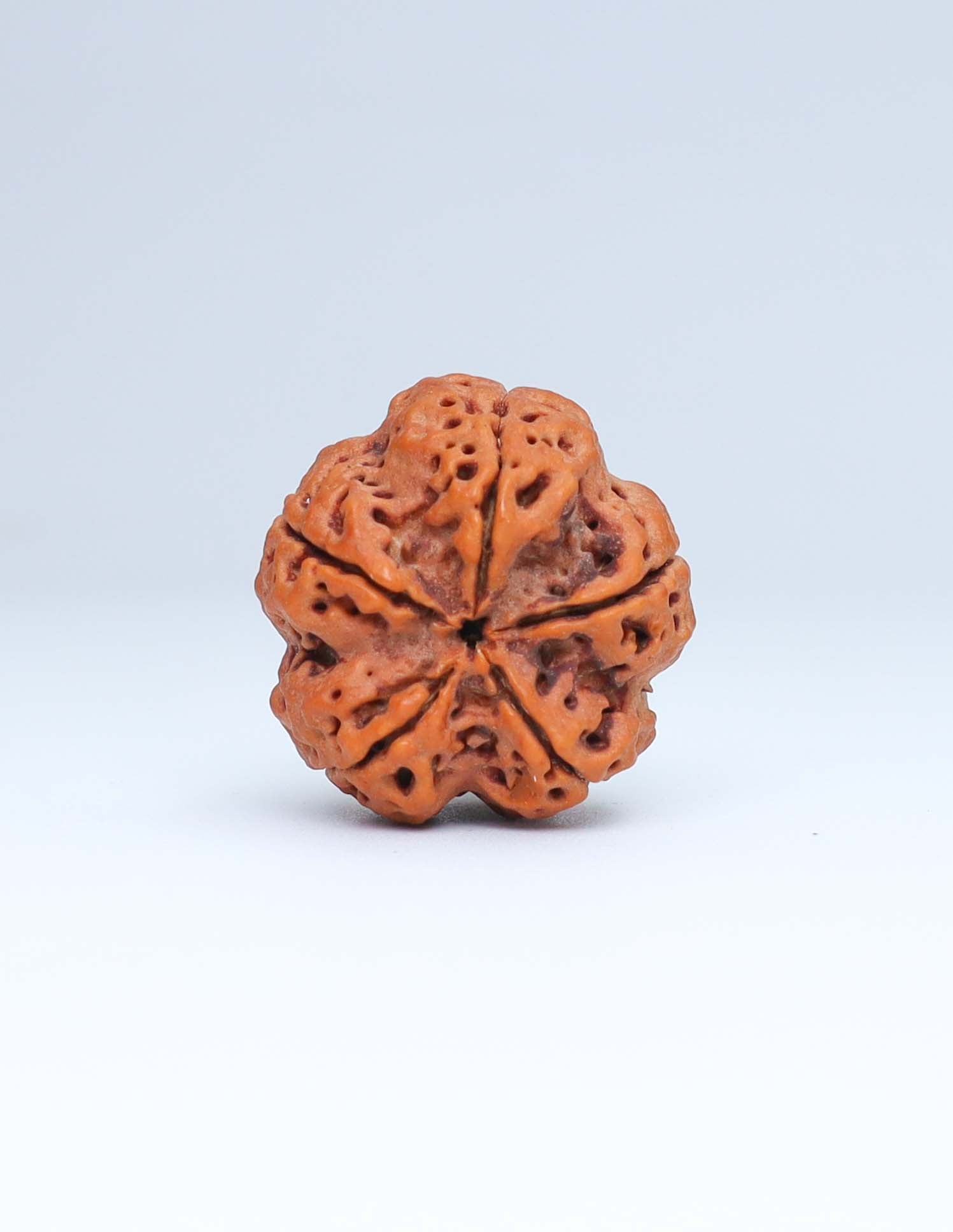 5 Mukhi Nepali Rudraksha