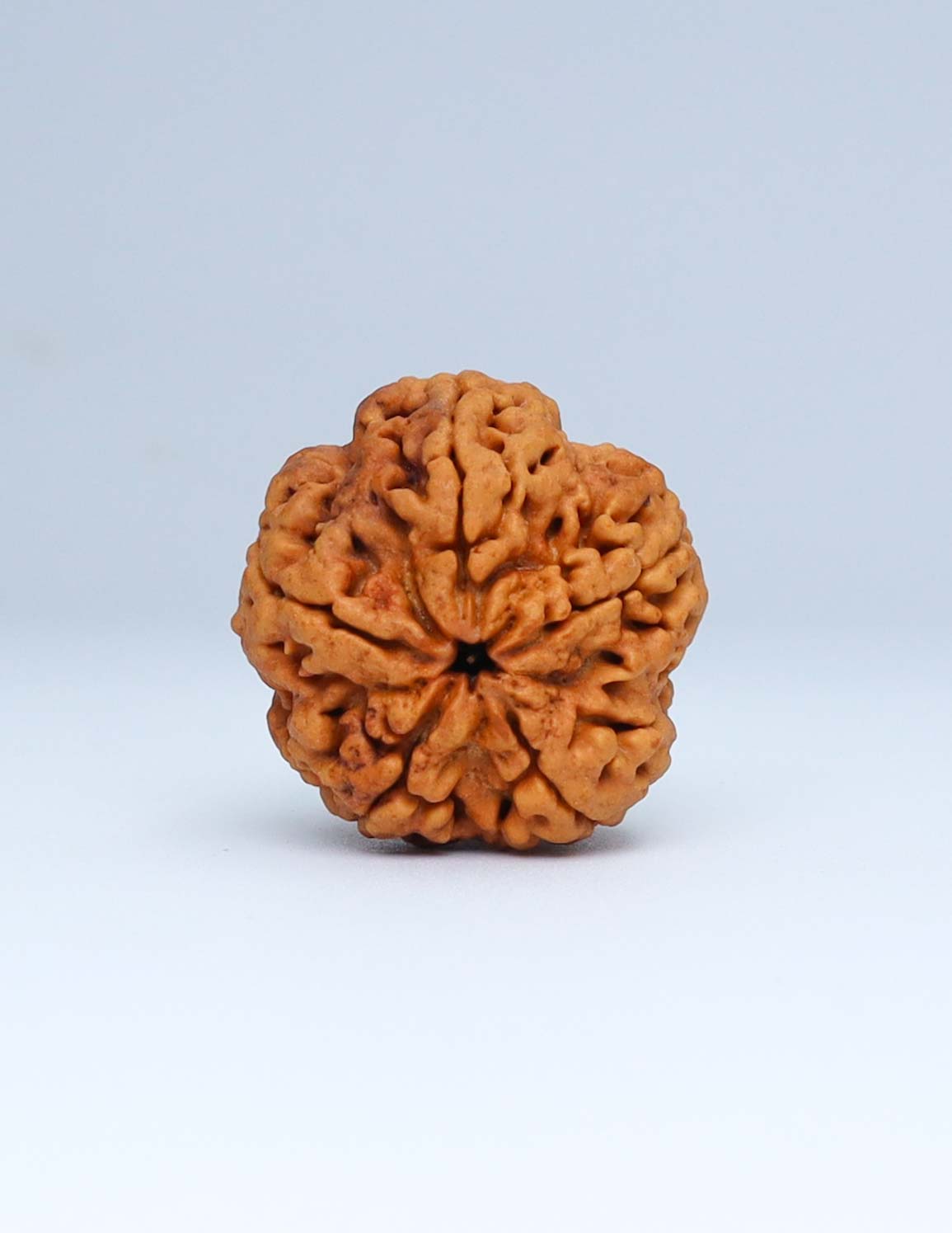 5 Mukhi Nepali Rudraksha