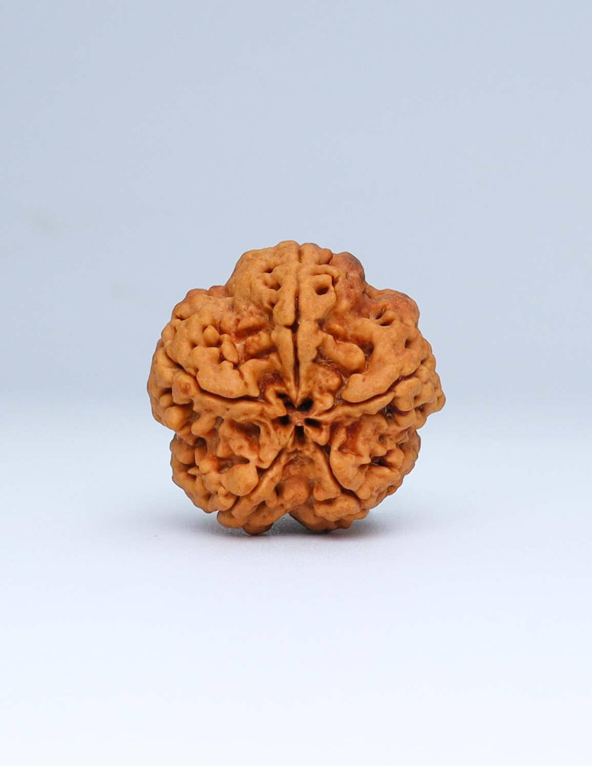 5 Mukhi Nepali Rudraksha