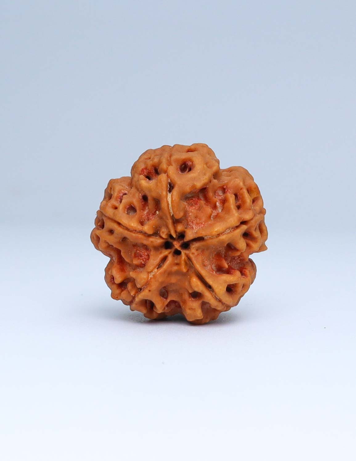 5 Mukhi Nepali Rudraksha