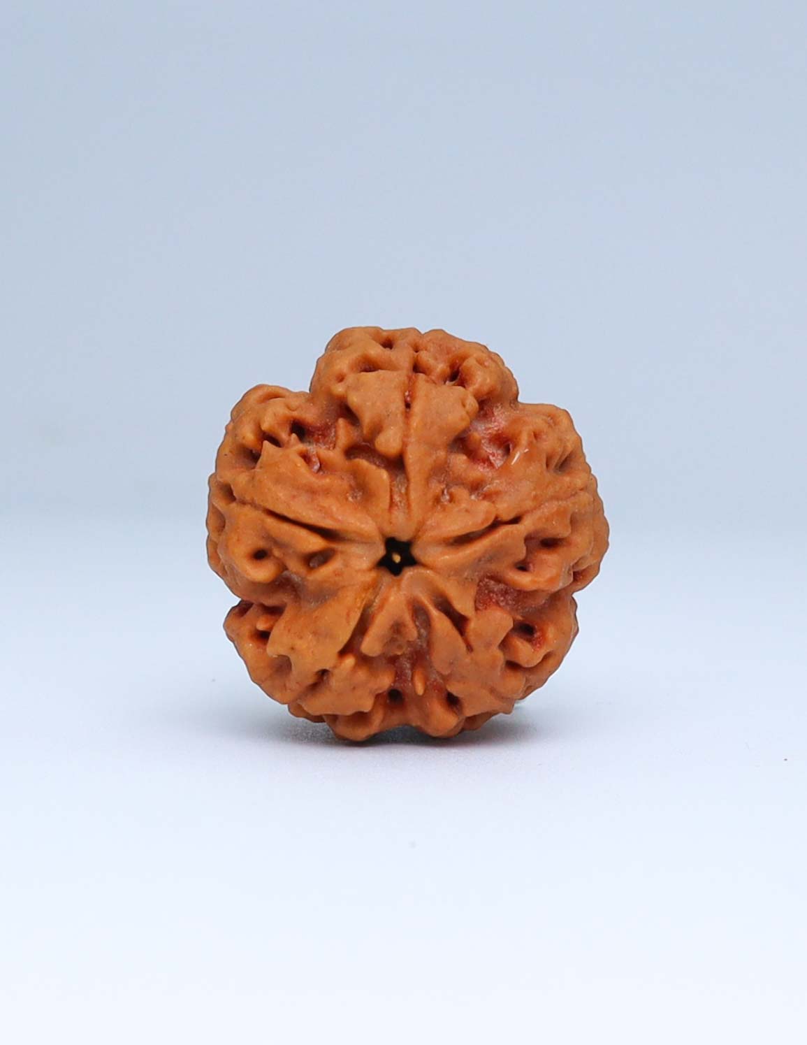 5 Mukhi Nepali Rudraksha