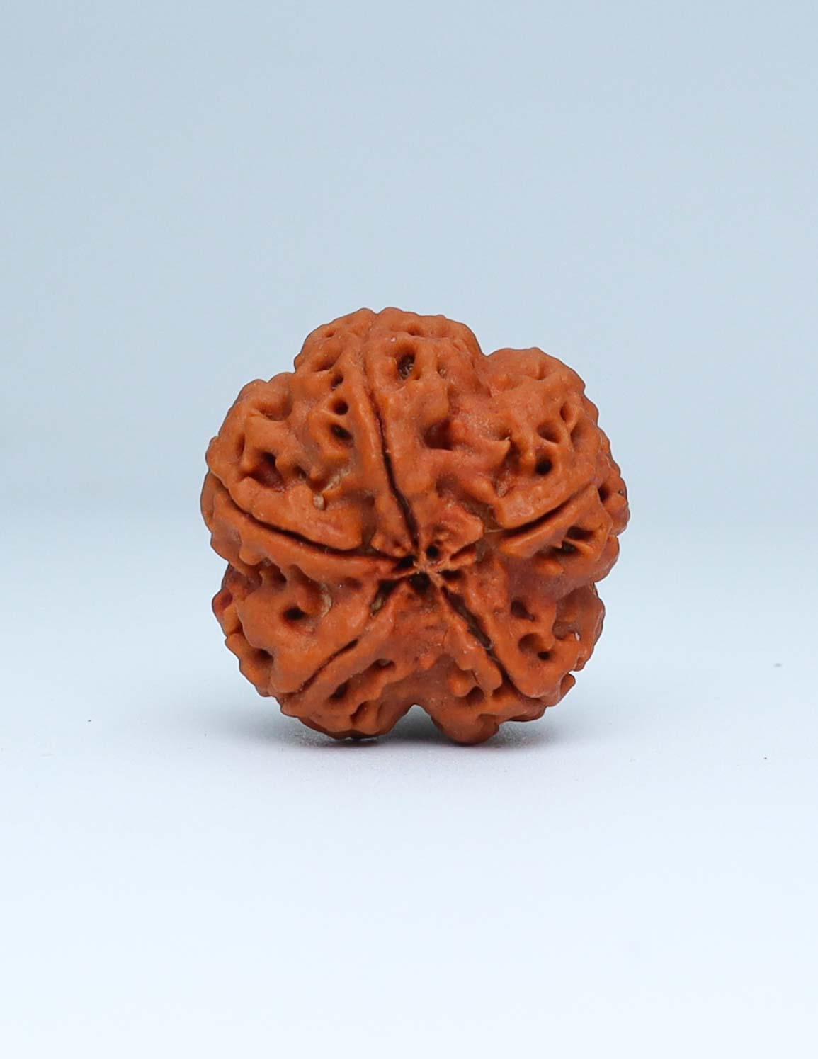 5 Mukhi Nepali Rudraksha