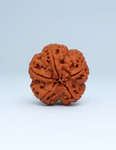 5 Mukhi Nepali Rudraksha