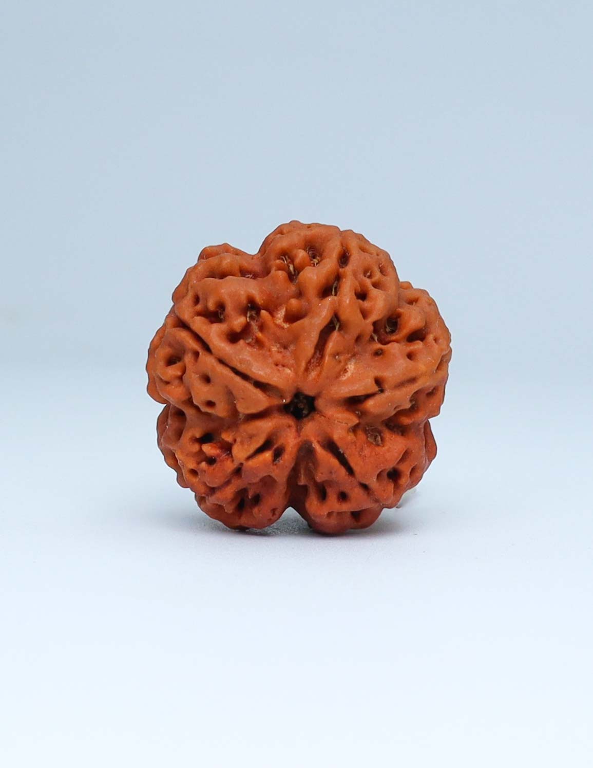 5 Mukhi Nepali Rudraksha