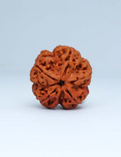 5 Mukhi Nepali Rudraksha