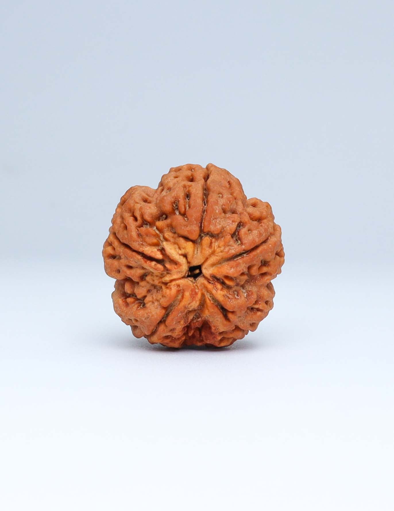 5 Mukhi Nepali Rudraksha