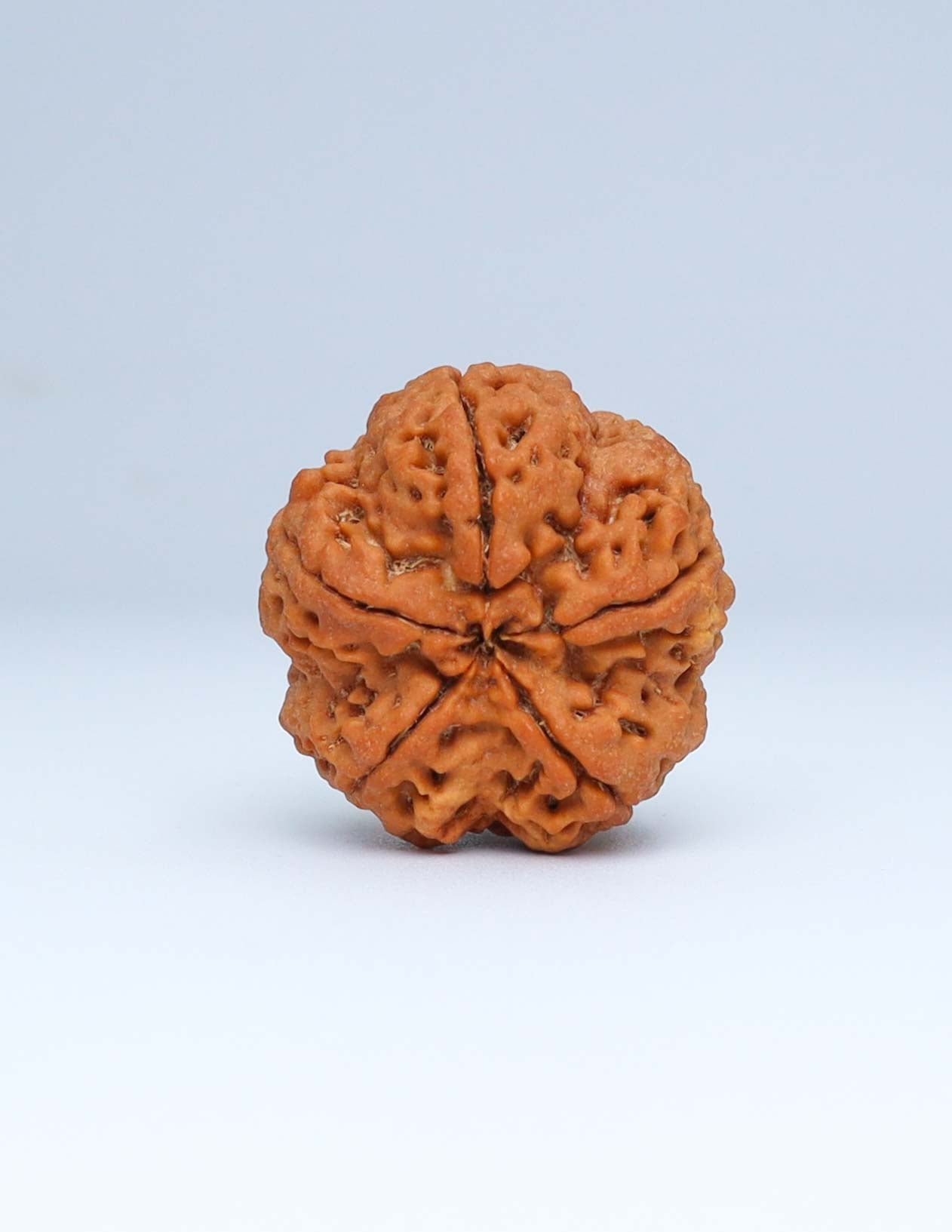 5 Mukhi Nepali Rudraksha