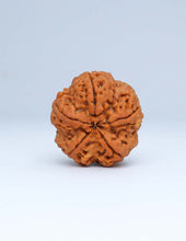 5 Mukhi Nepali Rudraksha