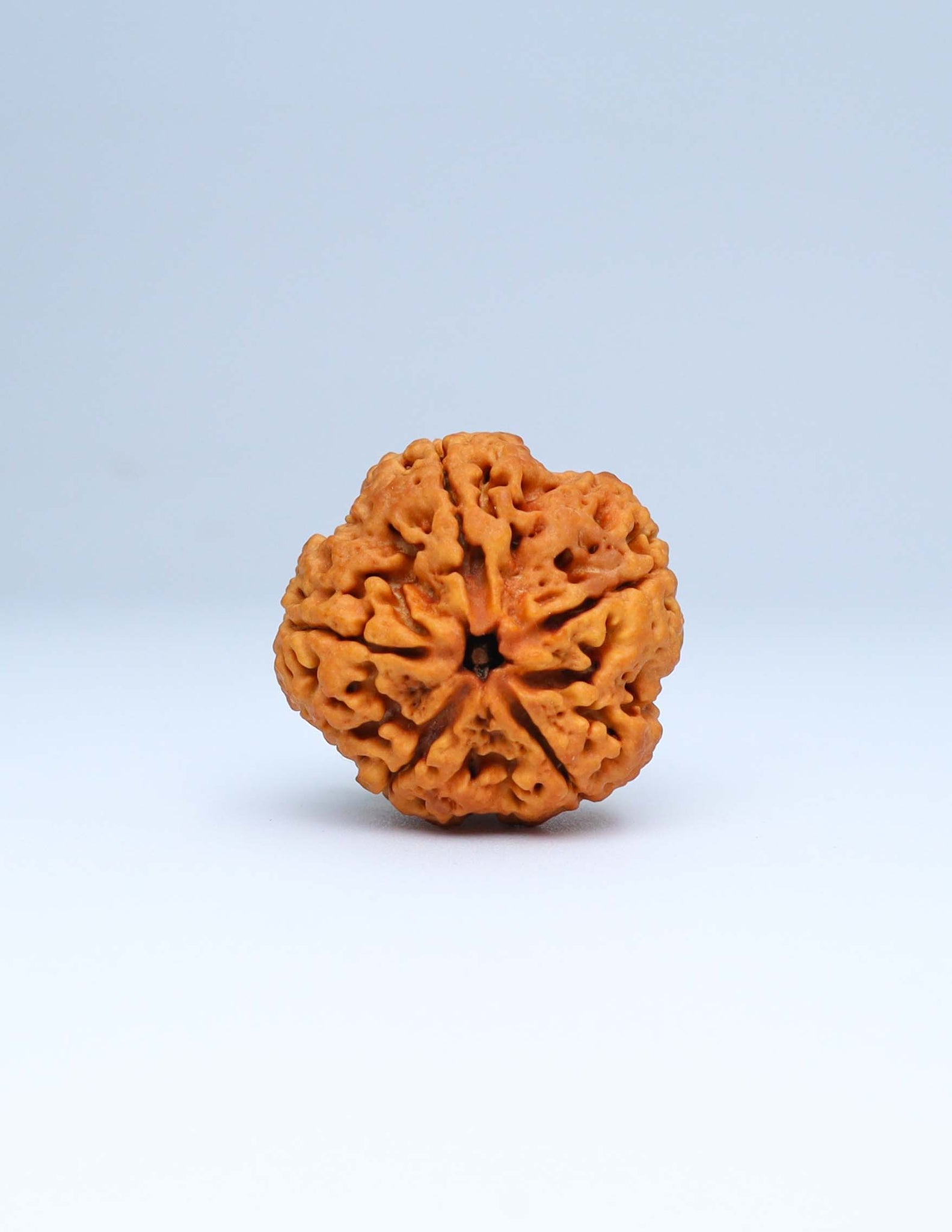 5 Mukhi Nepali Rudraksha