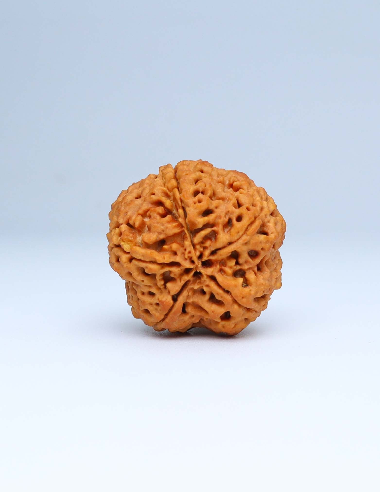 5 Mukhi Nepali Rudraksha