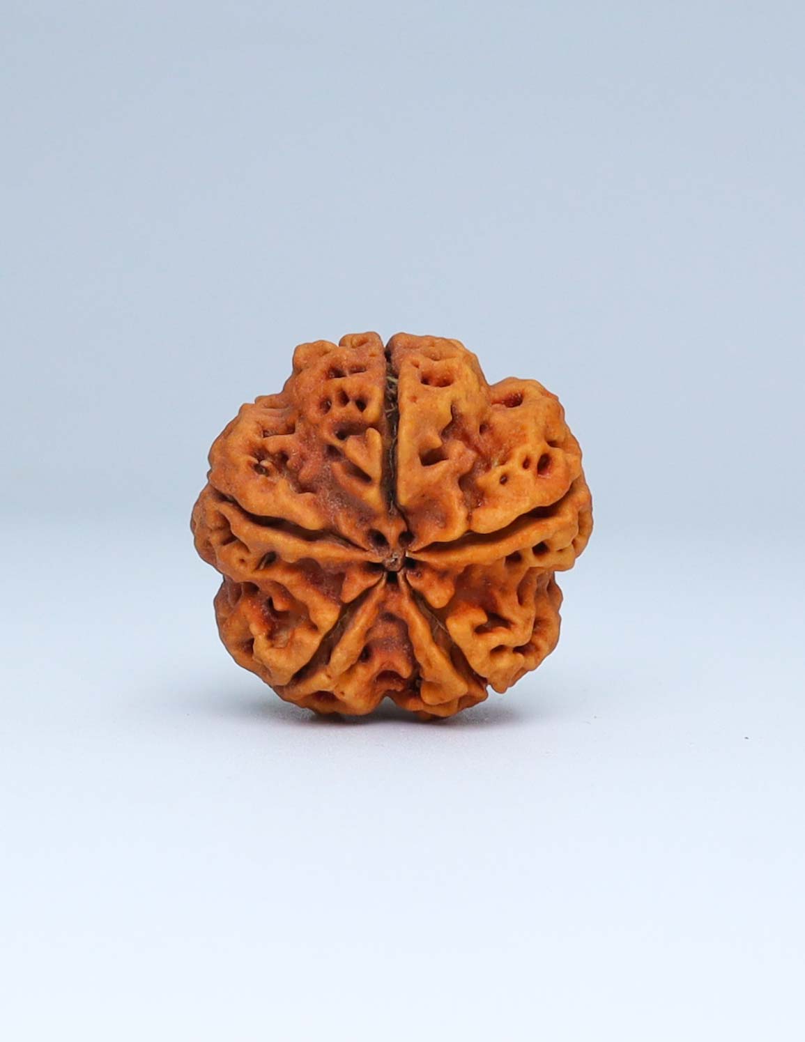 5 Mukhi Nepali Rudraksha