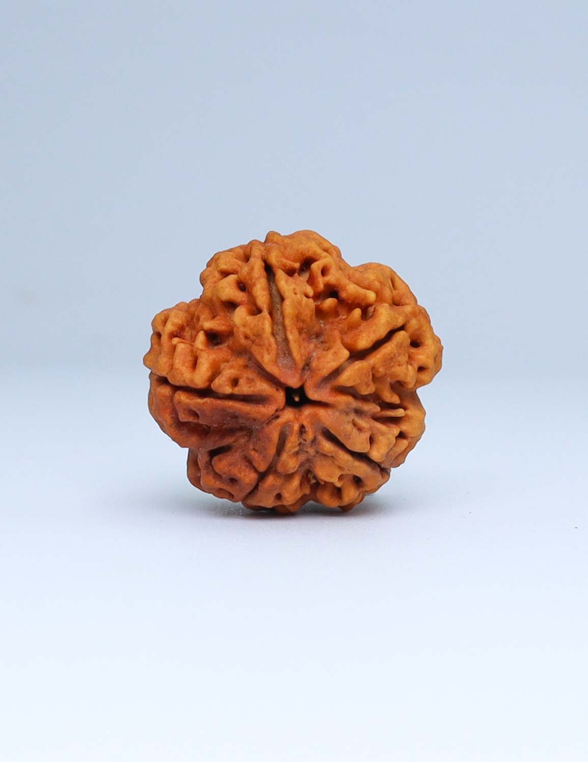 5 Mukhi Nepali Rudraksha