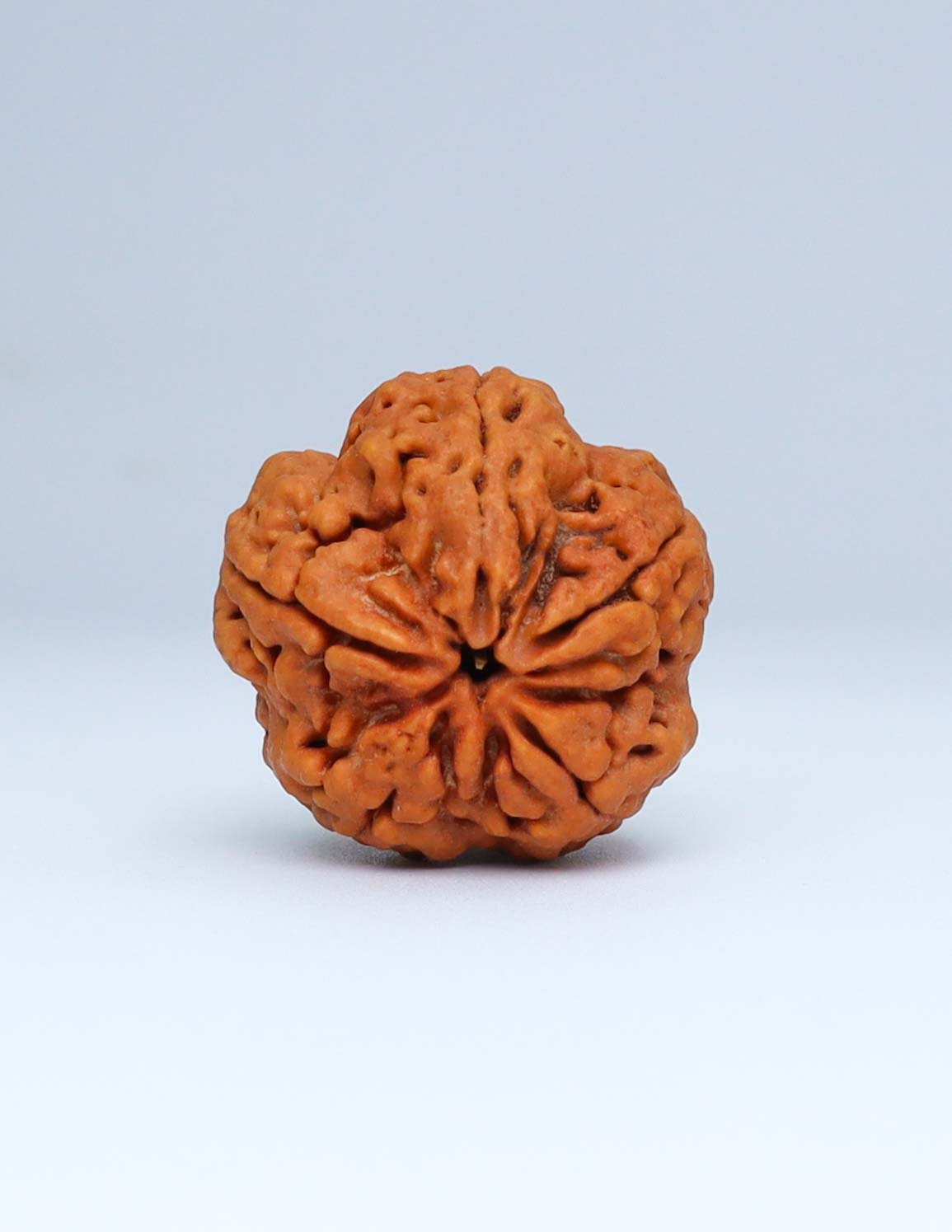 5 Mukhi Nepali Rudraksha