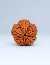 5 Mukhi Nepali Rudraksha