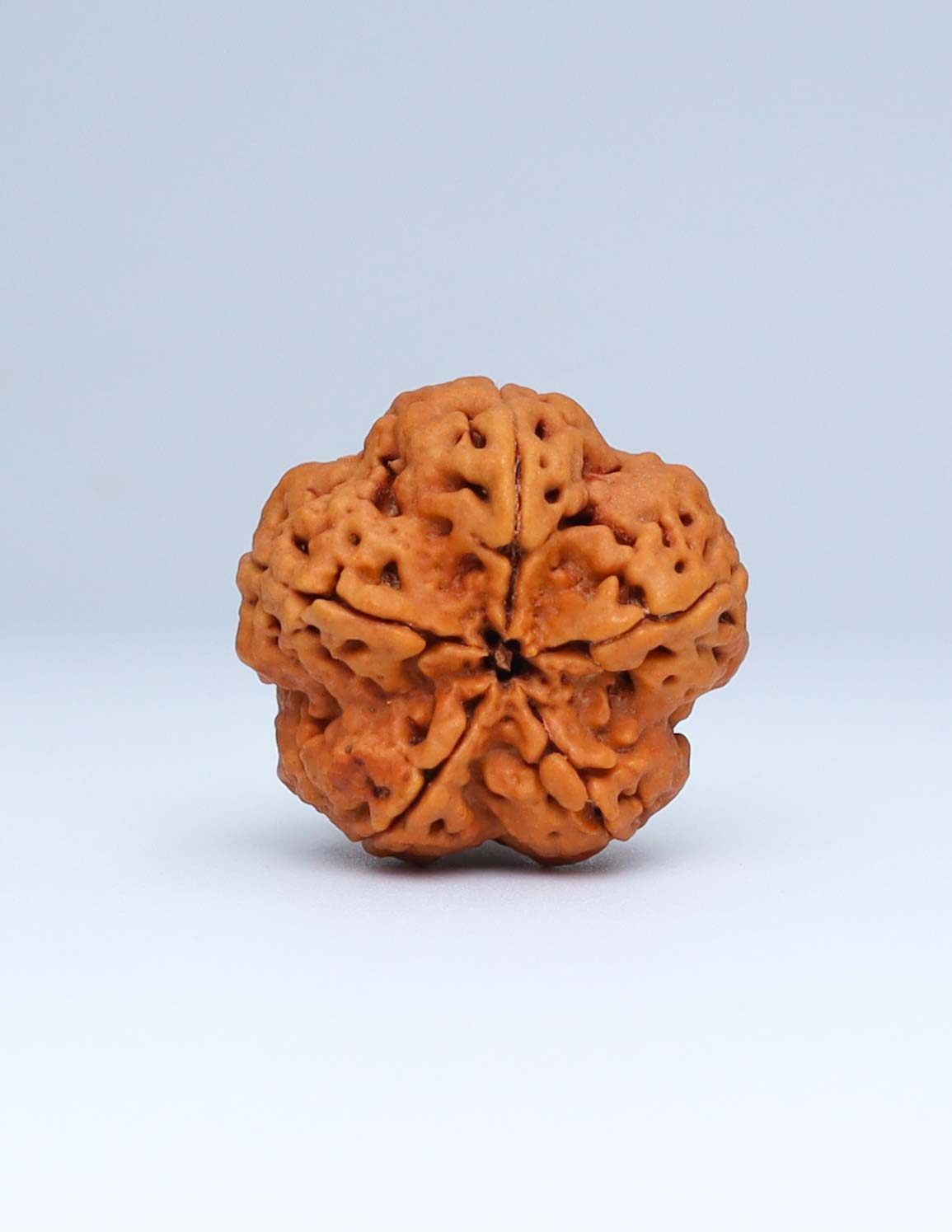 5 Mukhi Nepali Rudraksha