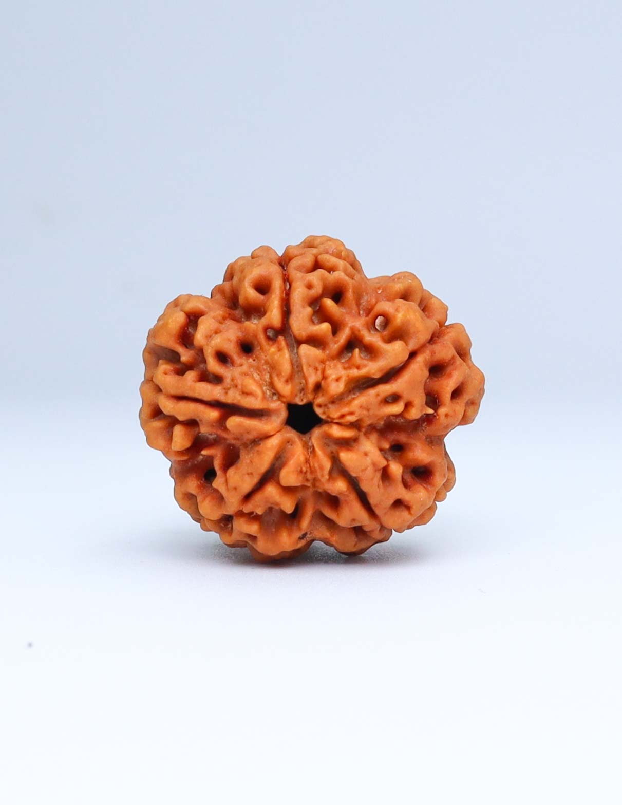 5 Mukhi Nepali Rudraksha