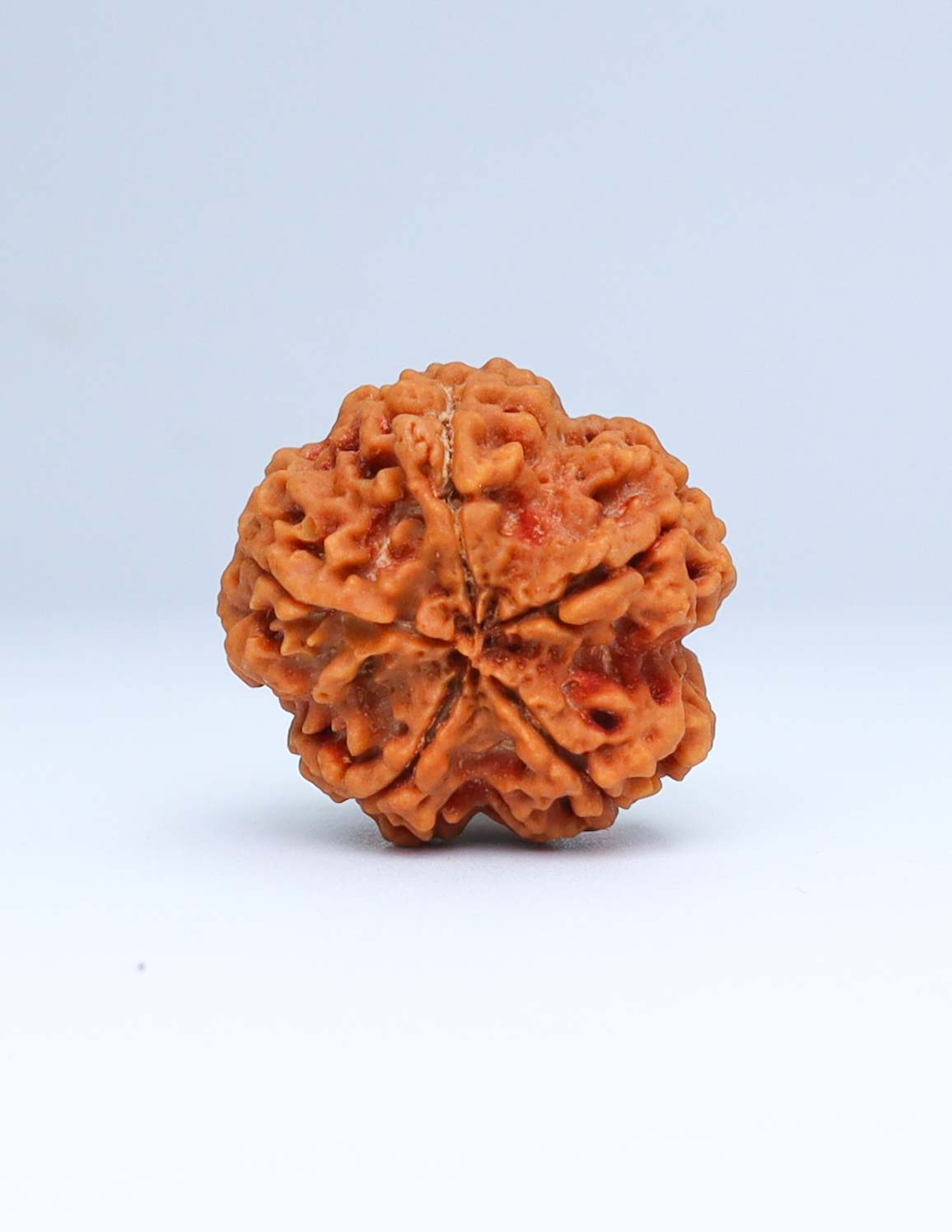 5 Mukhi Nepali Rudraksha