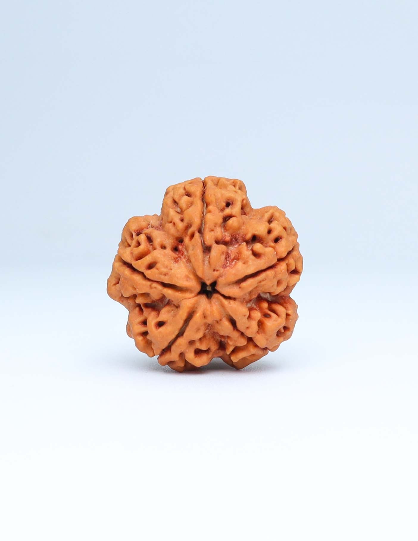 5 Mukhi Nepali Rudraksha