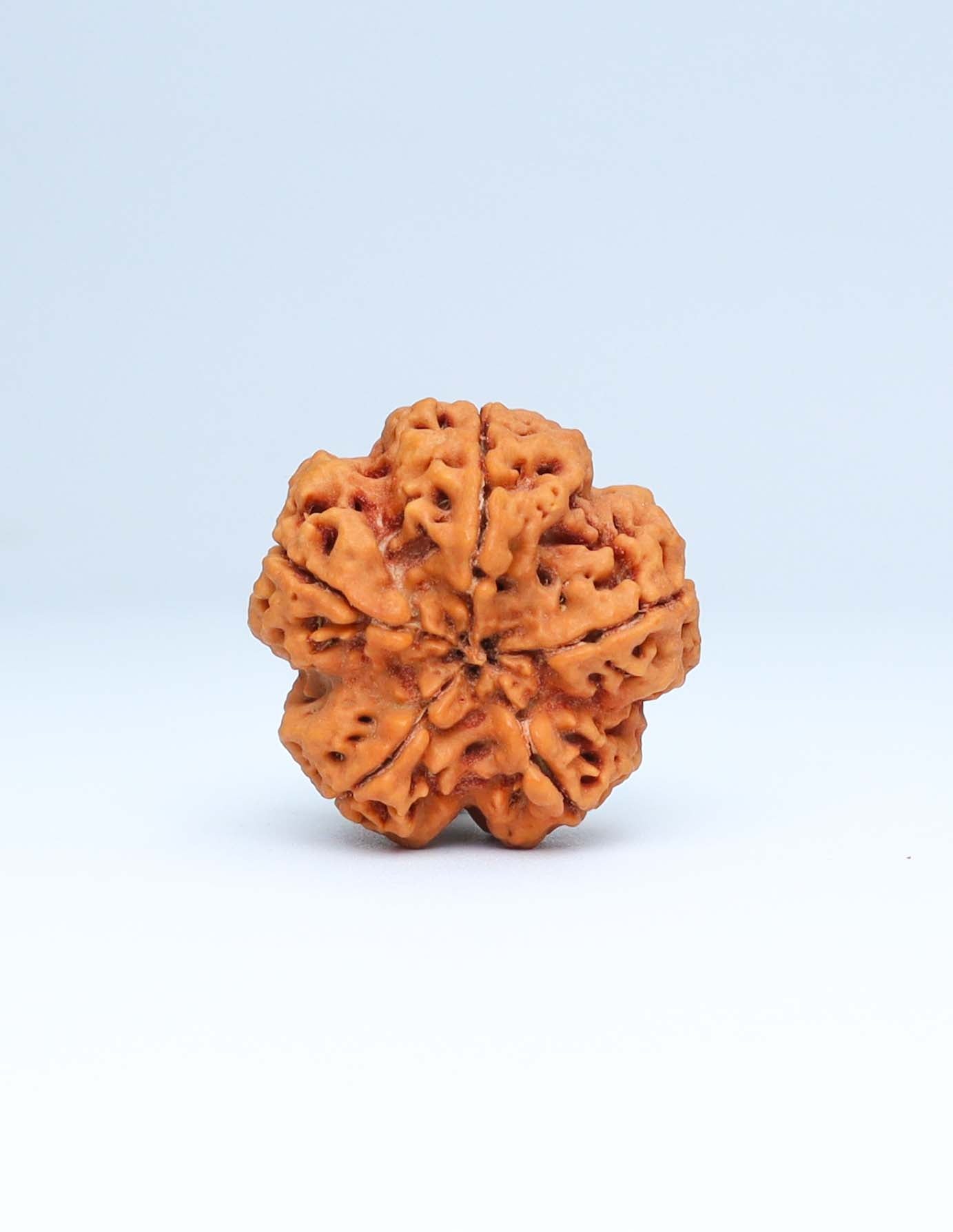 5 Mukhi Nepali Rudraksha