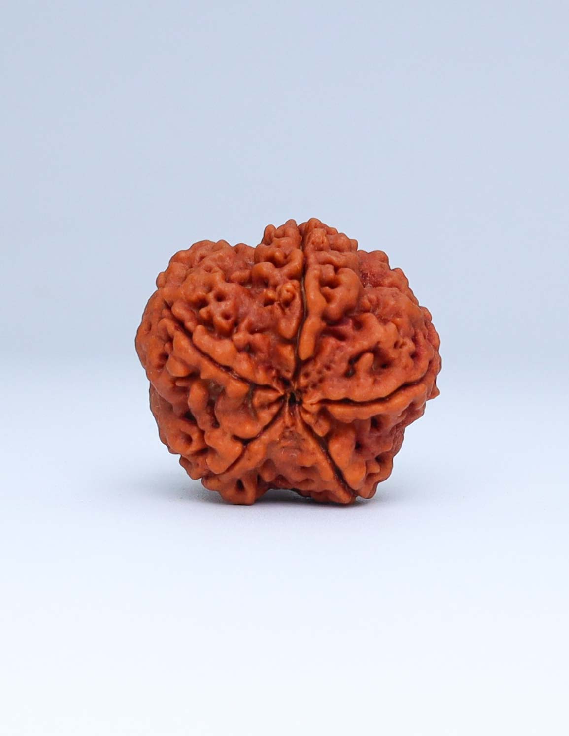 5 Mukhi Nepali Rudraksha