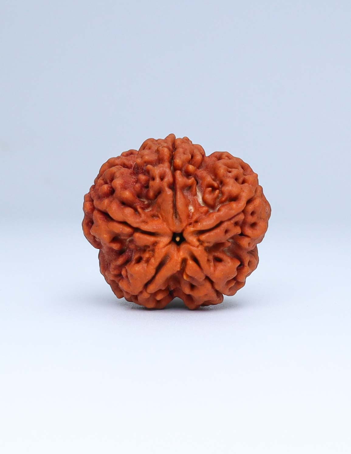 5 Mukhi Nepali Rudraksha