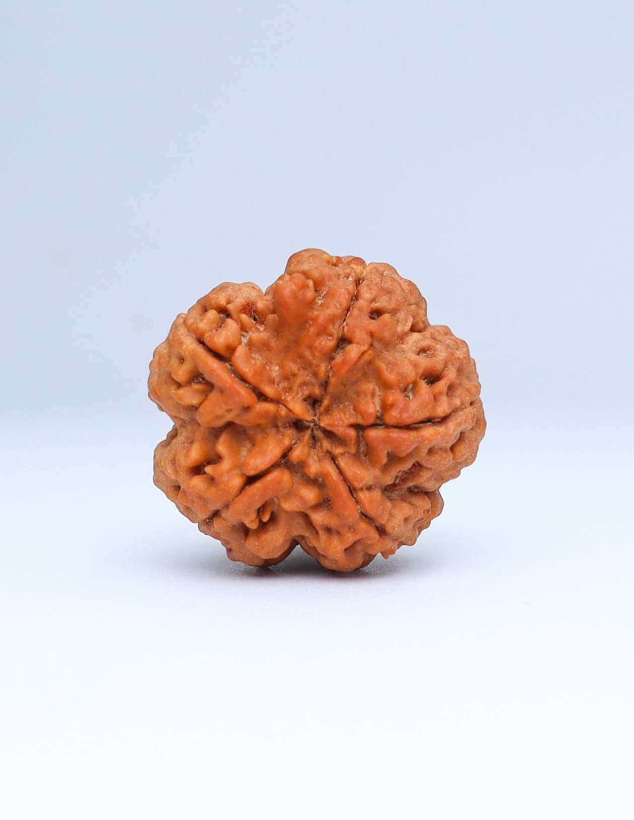 5 Mukhi Nepali Rudraksha