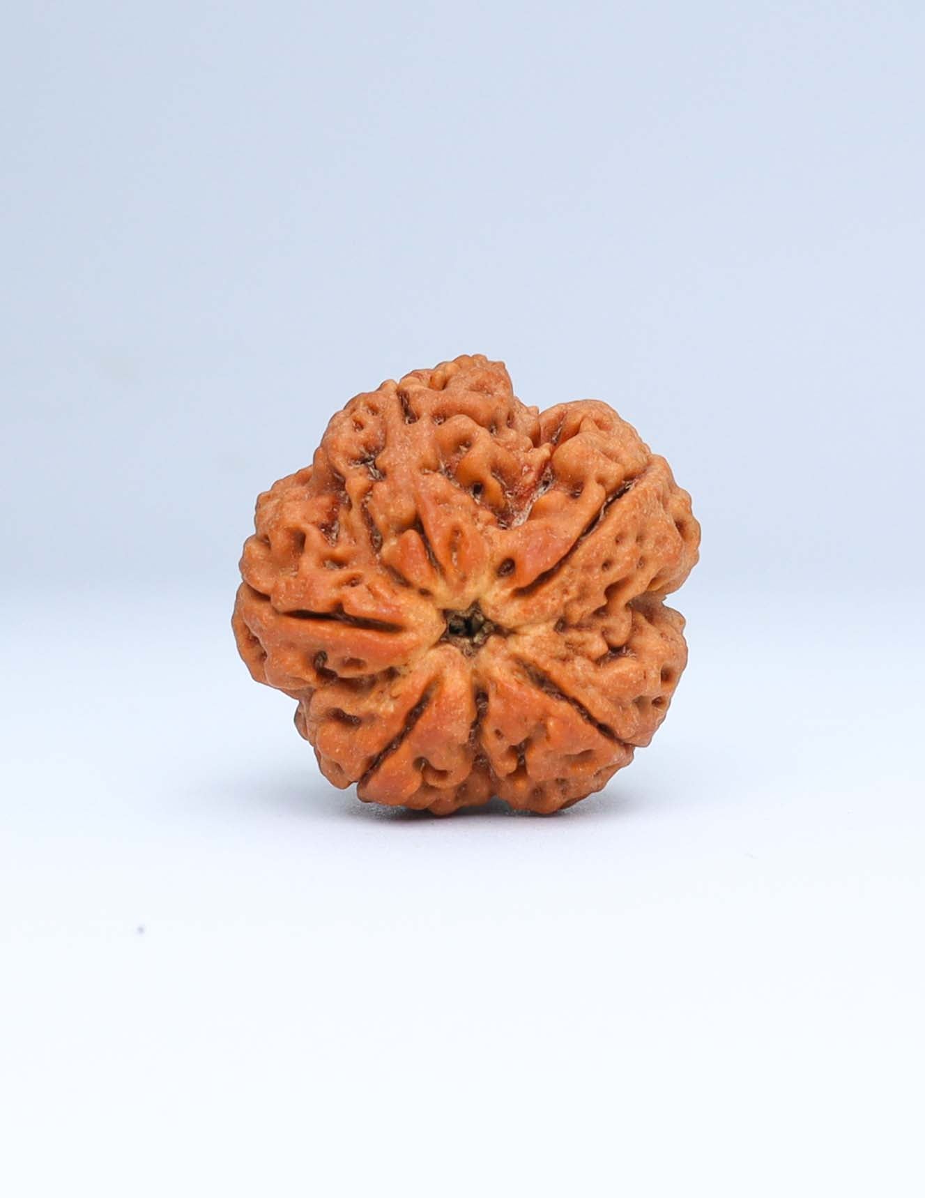 5 Mukhi Nepali Rudraksha