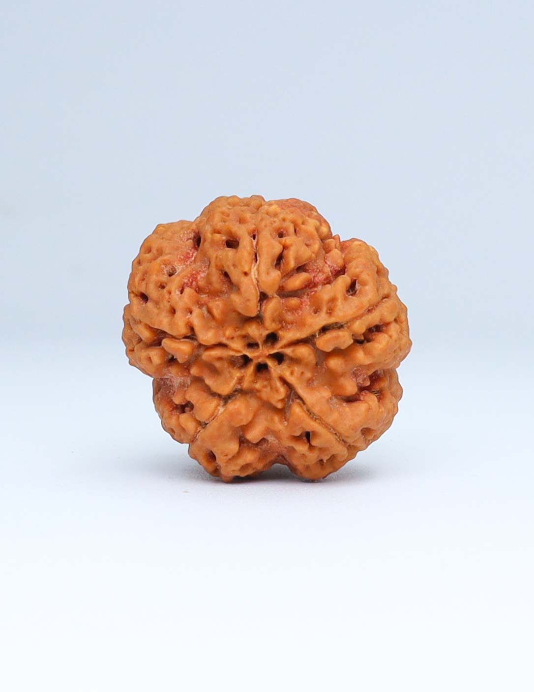 5 Mukhi Nepali Rudraksha