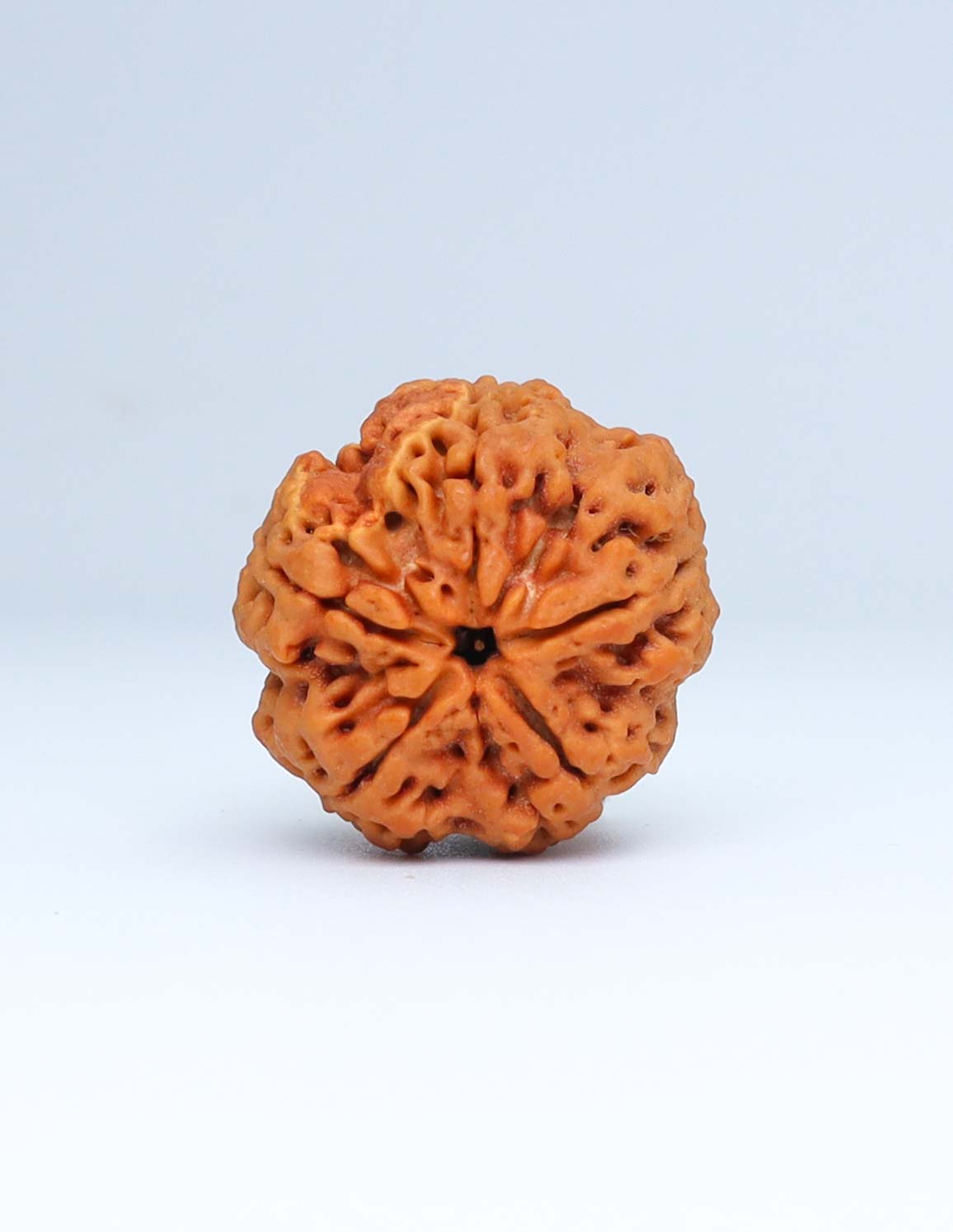 5 Mukhi Nepali Rudraksha