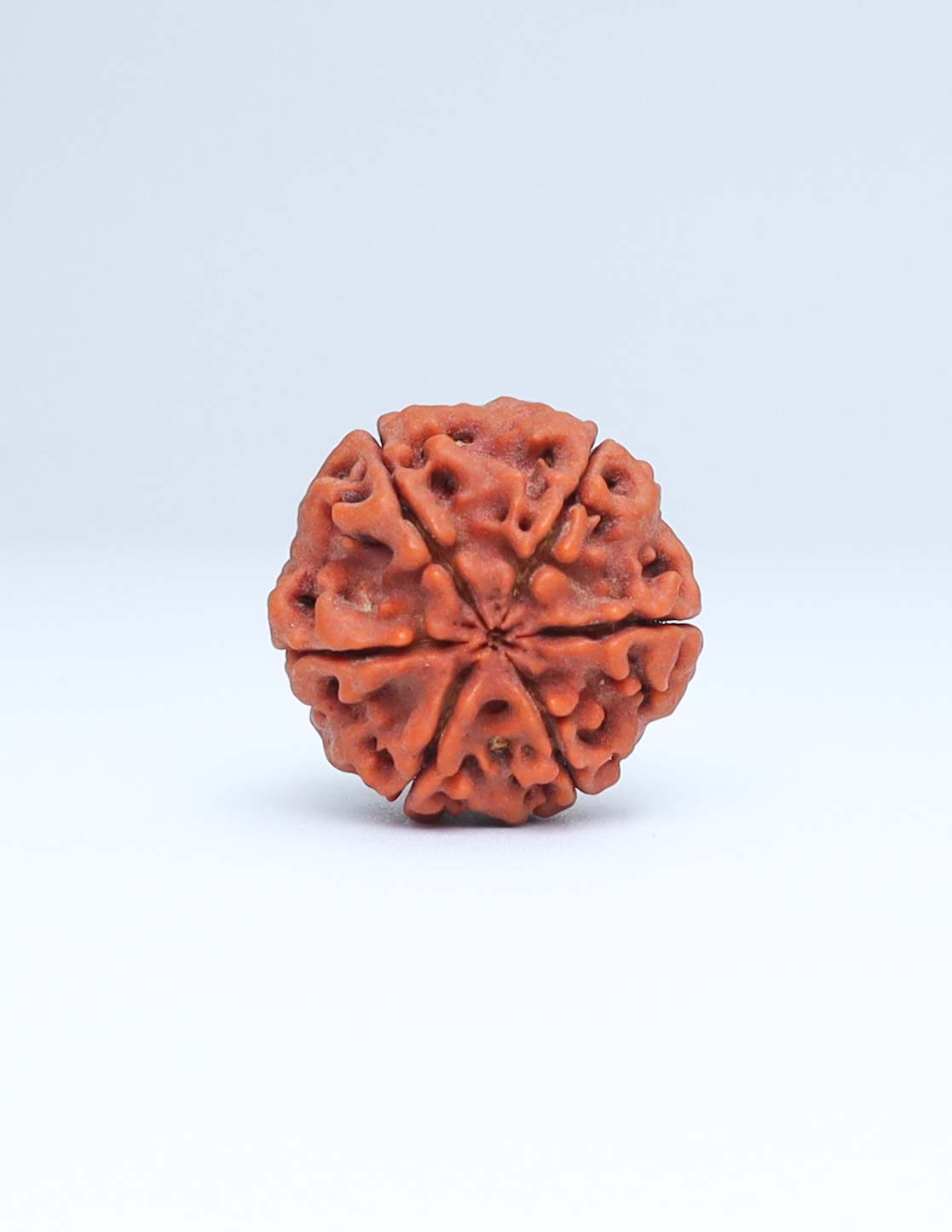 6 Mukhi Nepali Rudraksha