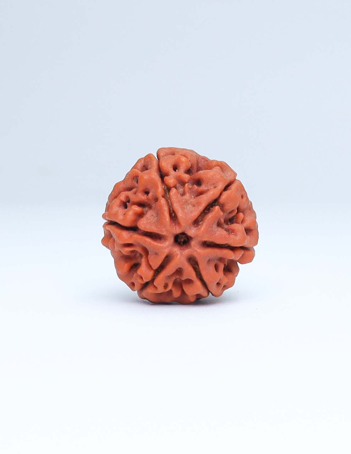 6 Mukhi Nepali Rudraksha