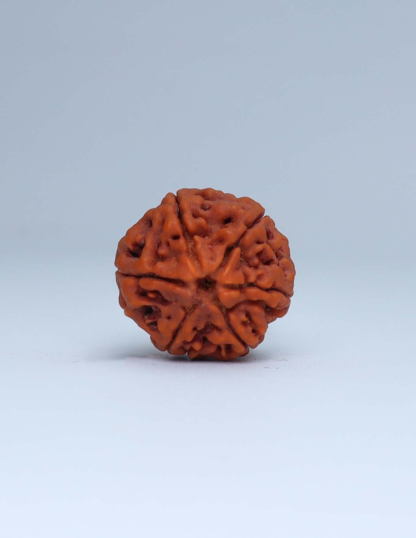 6 Mukhi Nepali Rudraksha