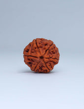 Best 6 Mukhi Nepali Rudraksha
