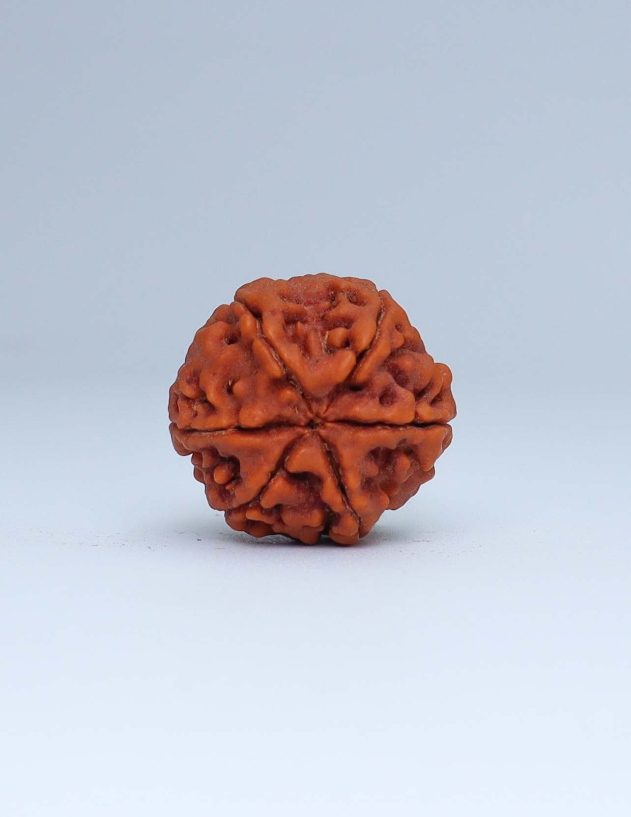 6 Mukhi Nepali Rudraksha