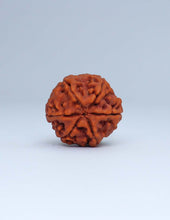 Online Buy 6 Mukhi Nepali Rudraksha
