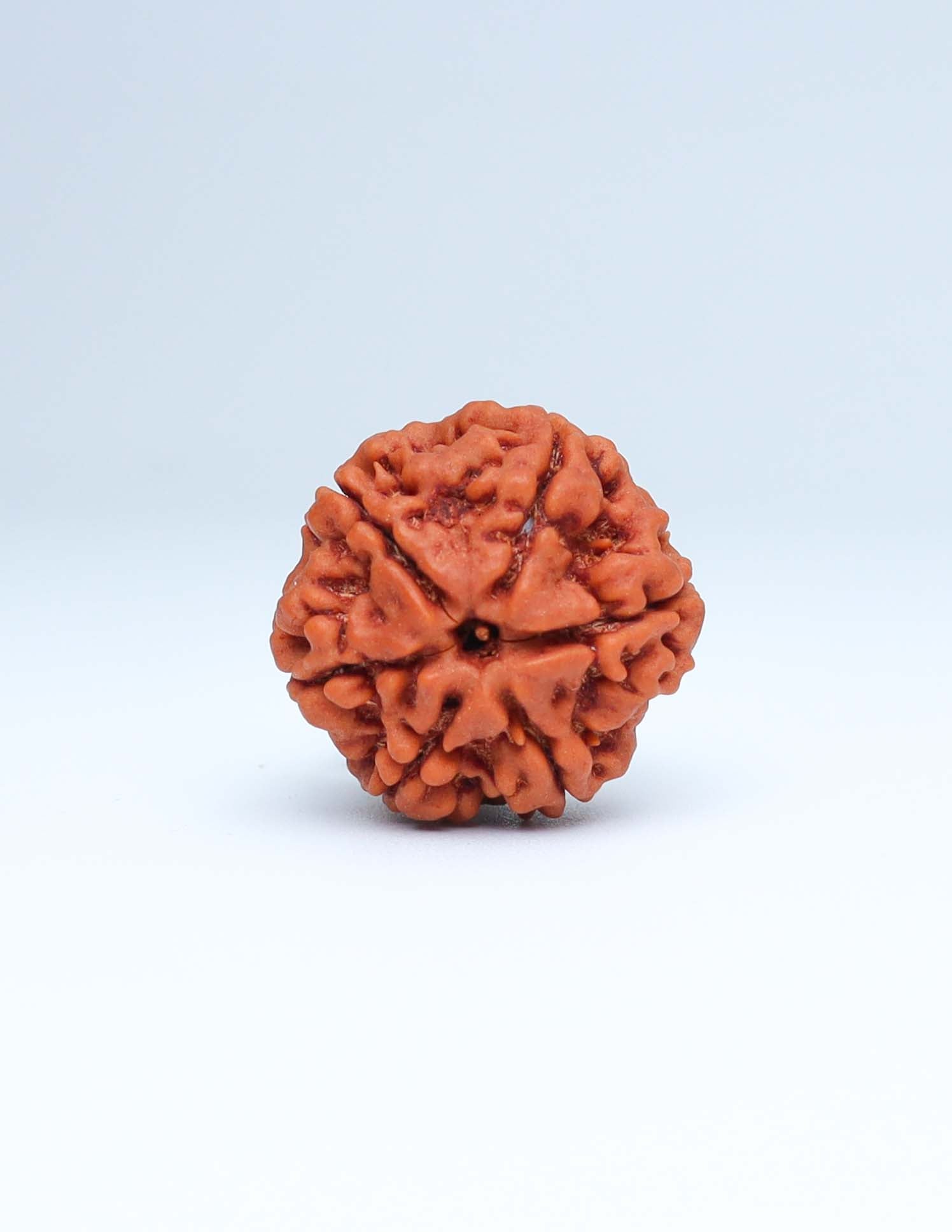 6 Mukhi Nepali Rudraksha