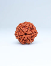 6 Mukhi Nepali Rudraksha