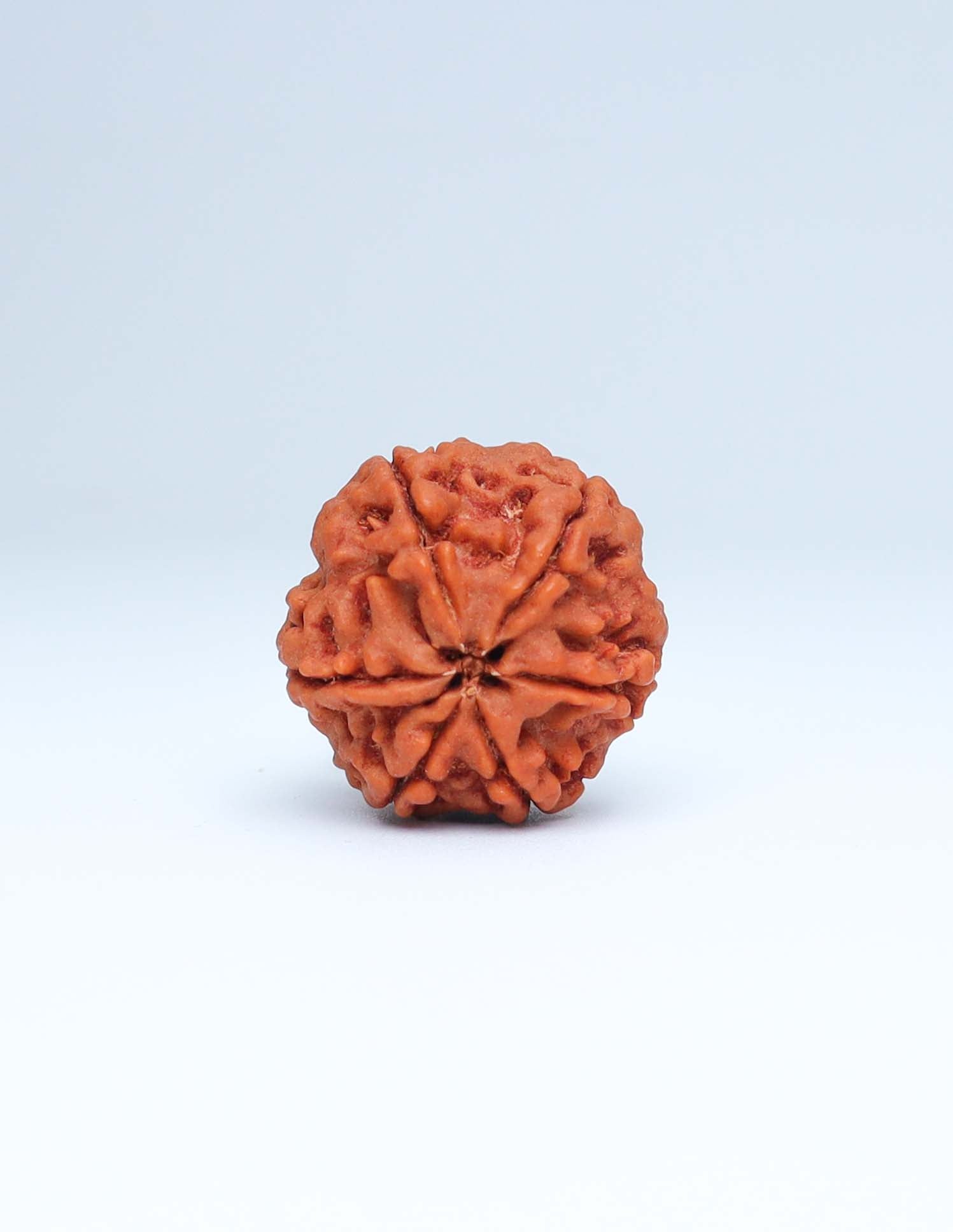 6 Mukhi Nepali Rudraksha