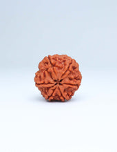 6 Mukhi Nepali Rudraksha