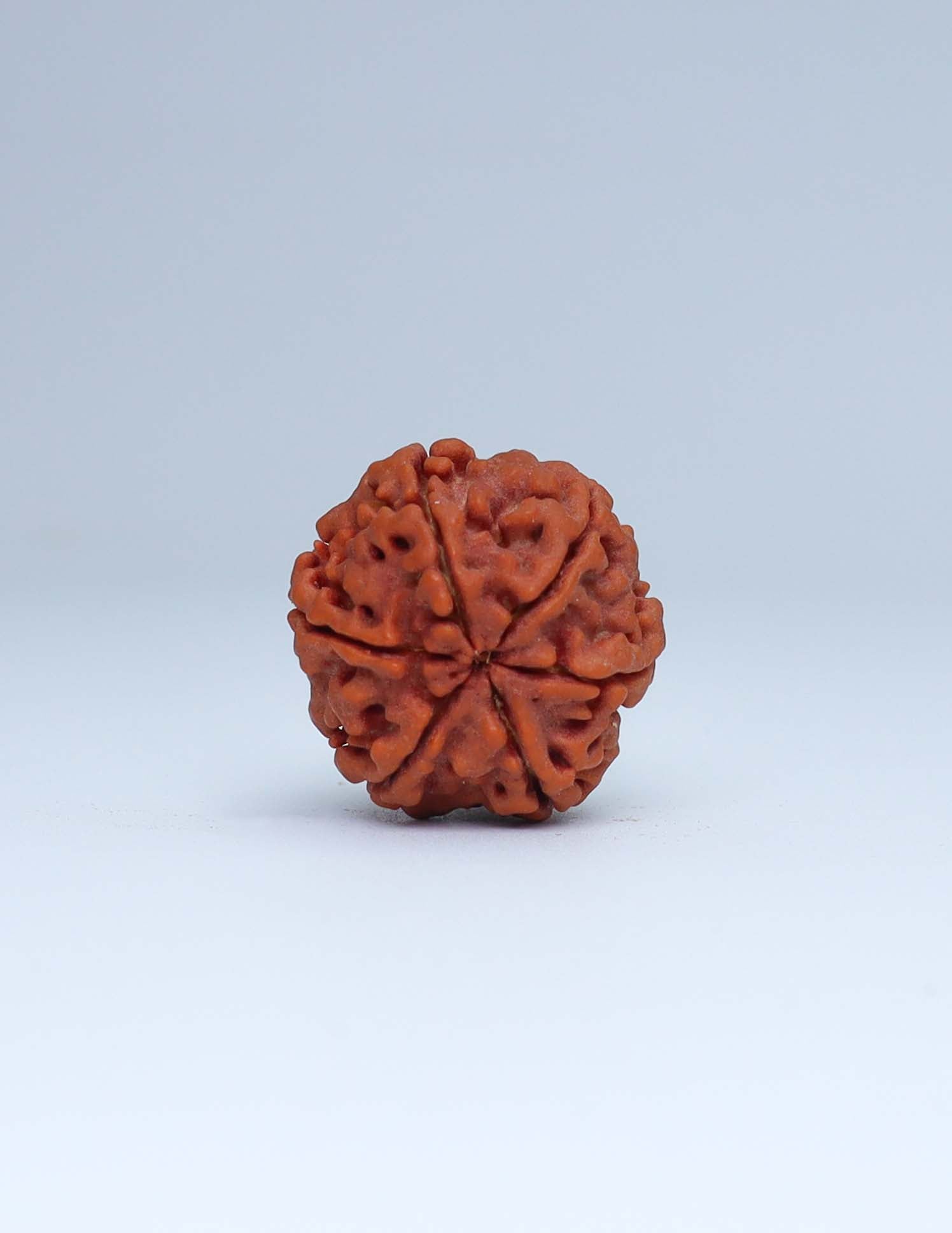 6 Mukhi Nepali Rudraksha