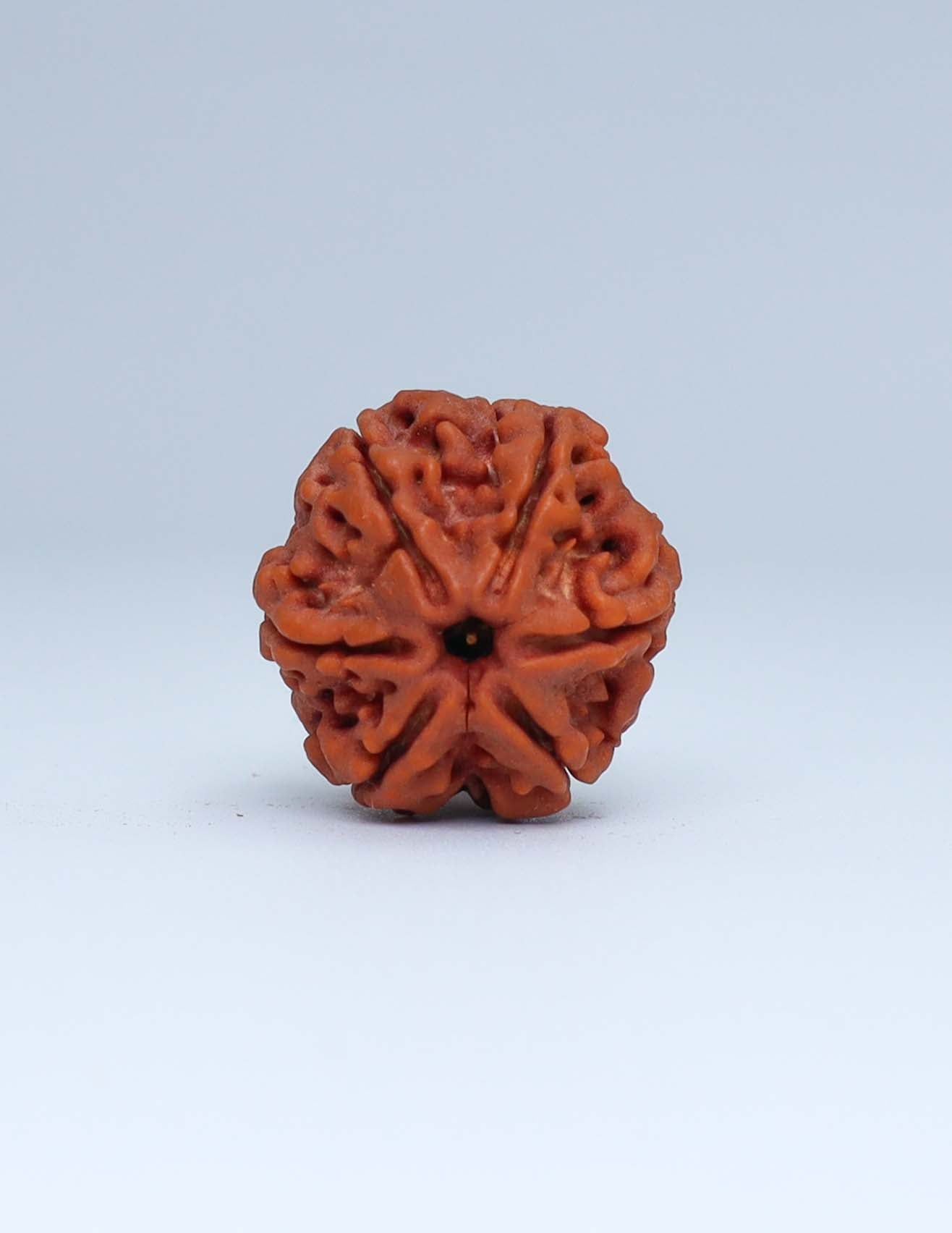 6 Mukhi Nepali Rudraksha