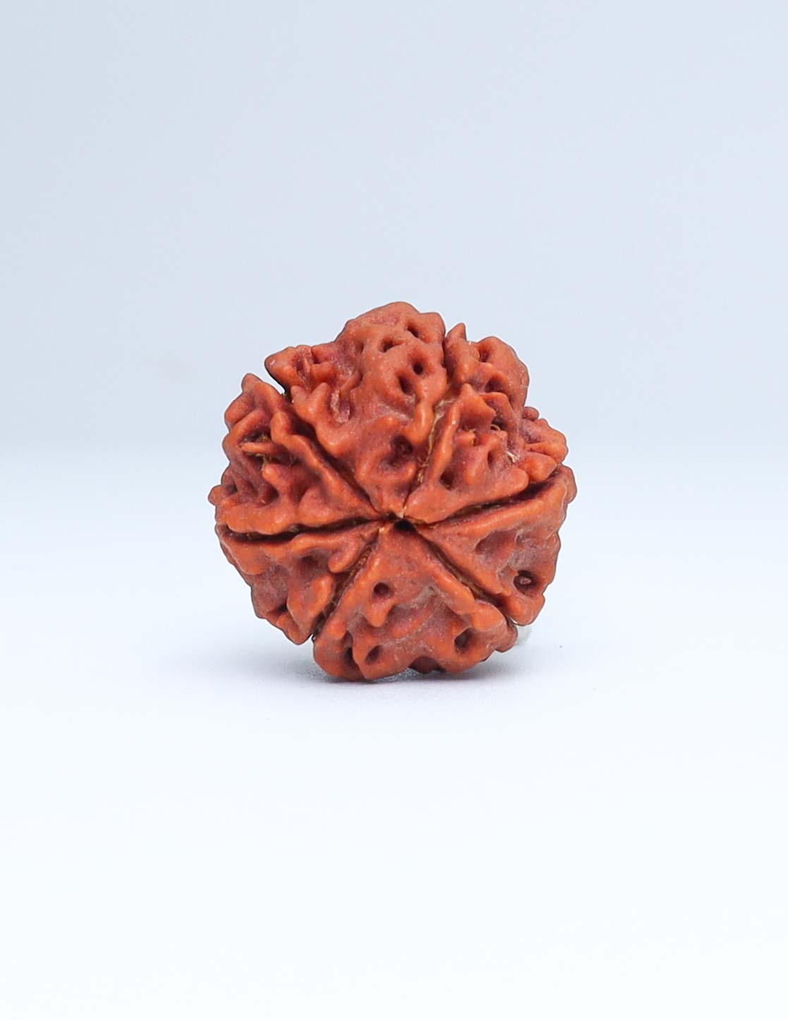 6 Mukhi Nepali Rudraksha