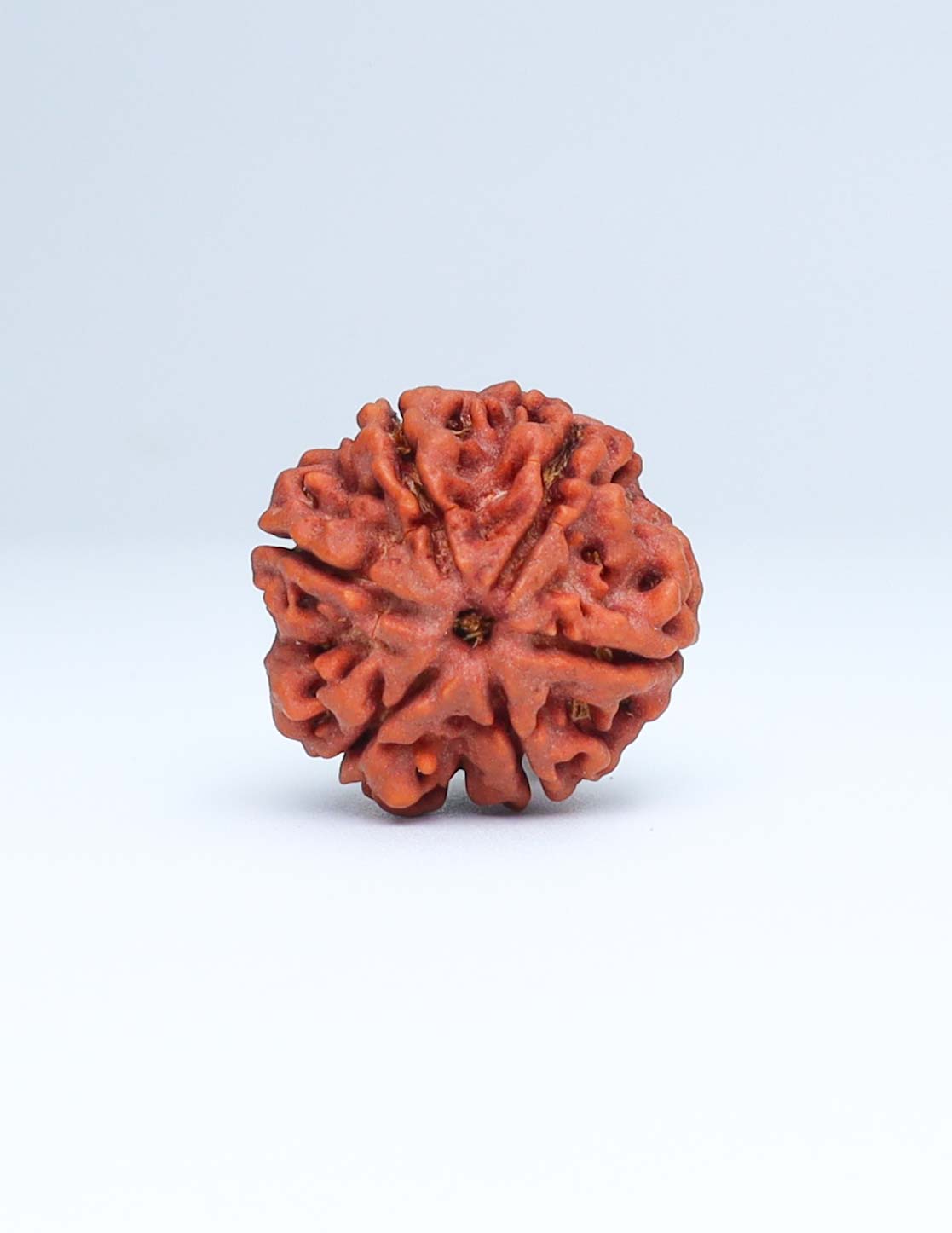 6 Mukhi Nepali Rudraksha