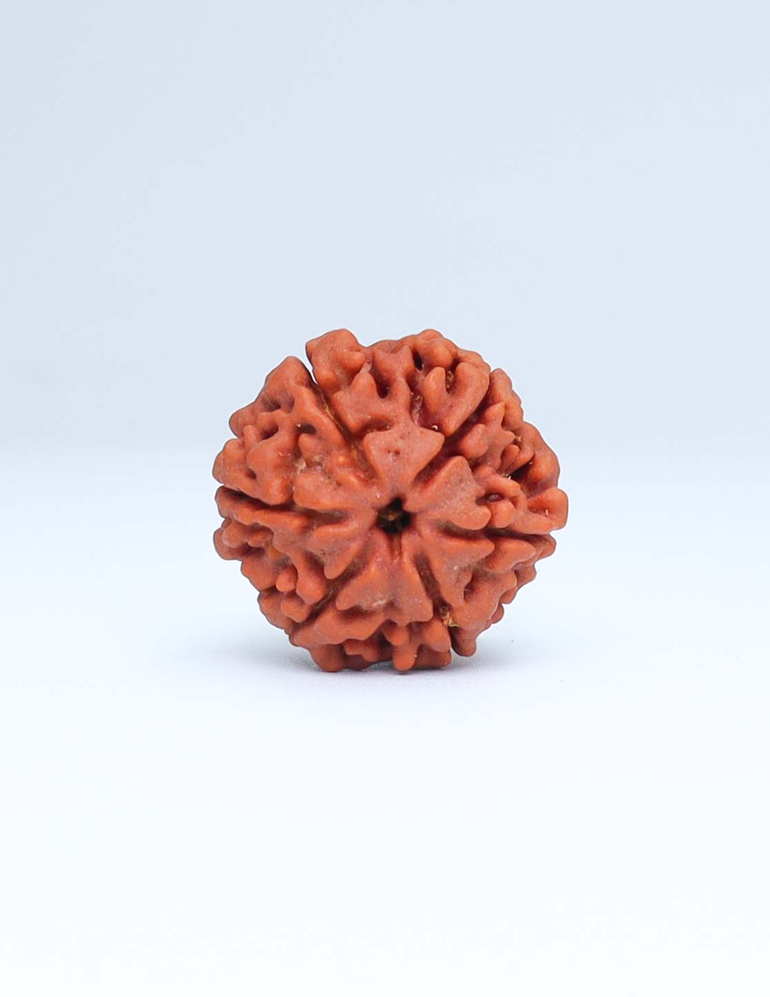 6 Mukhi Nepali Rudraksha