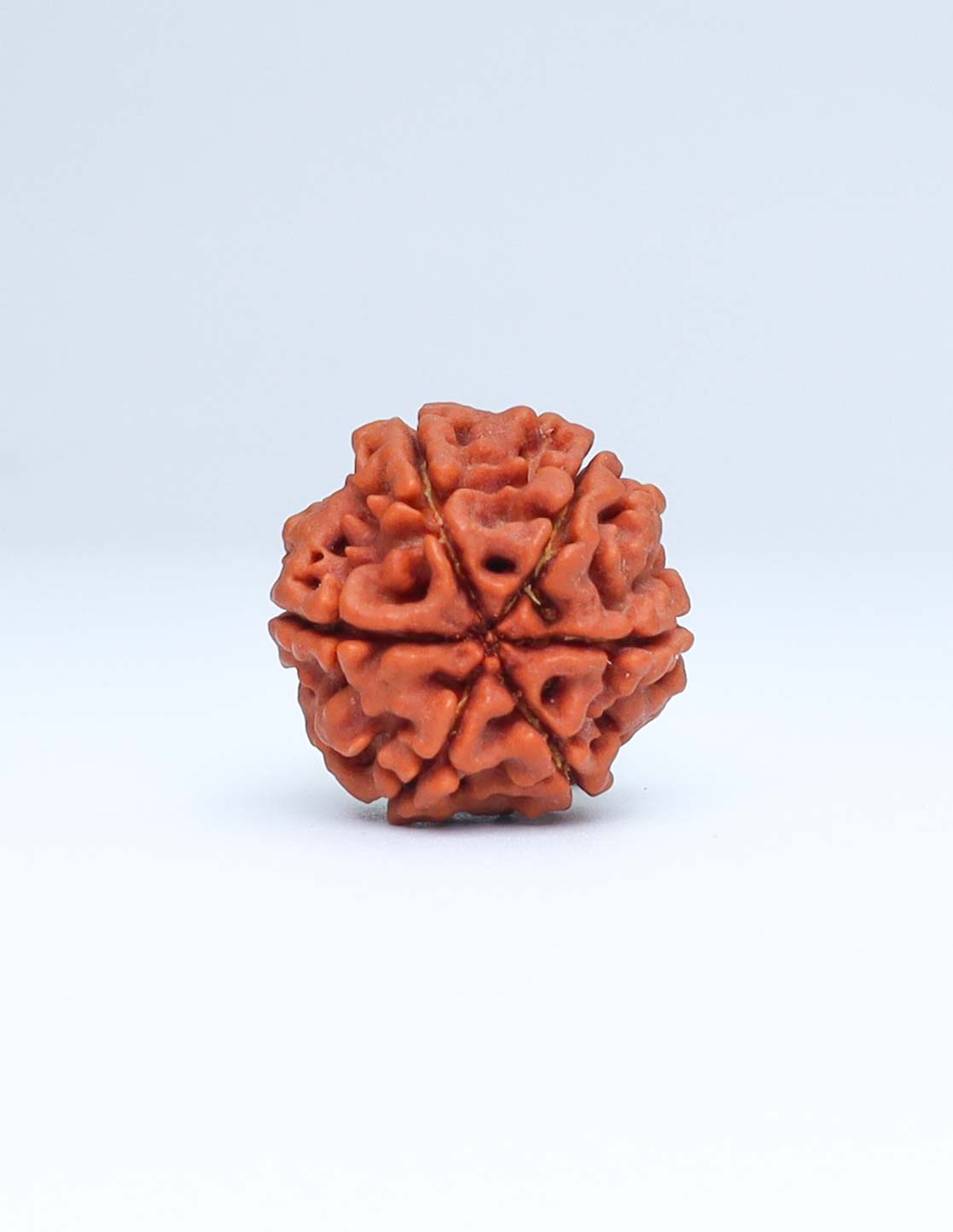 6 Mukhi Nepali Rudraksha