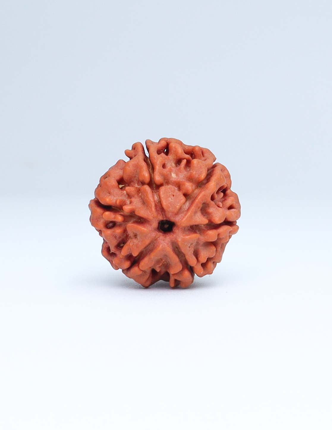 6 Mukhi Nepali Rudraksha