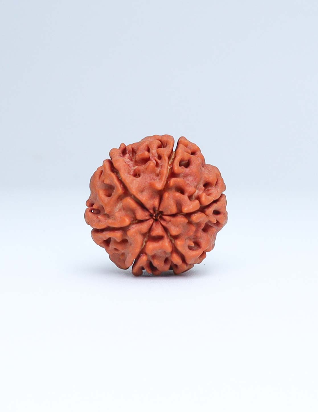 6 Mukhi Nepali Rudraksha