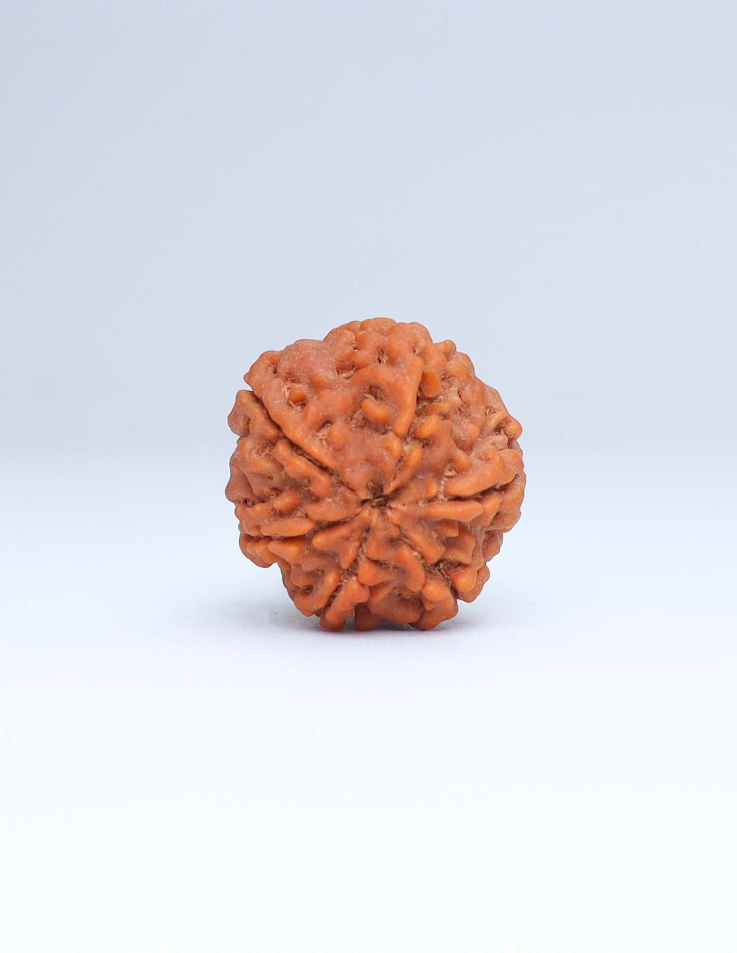 6 Mukhi Nepali Rudraksha