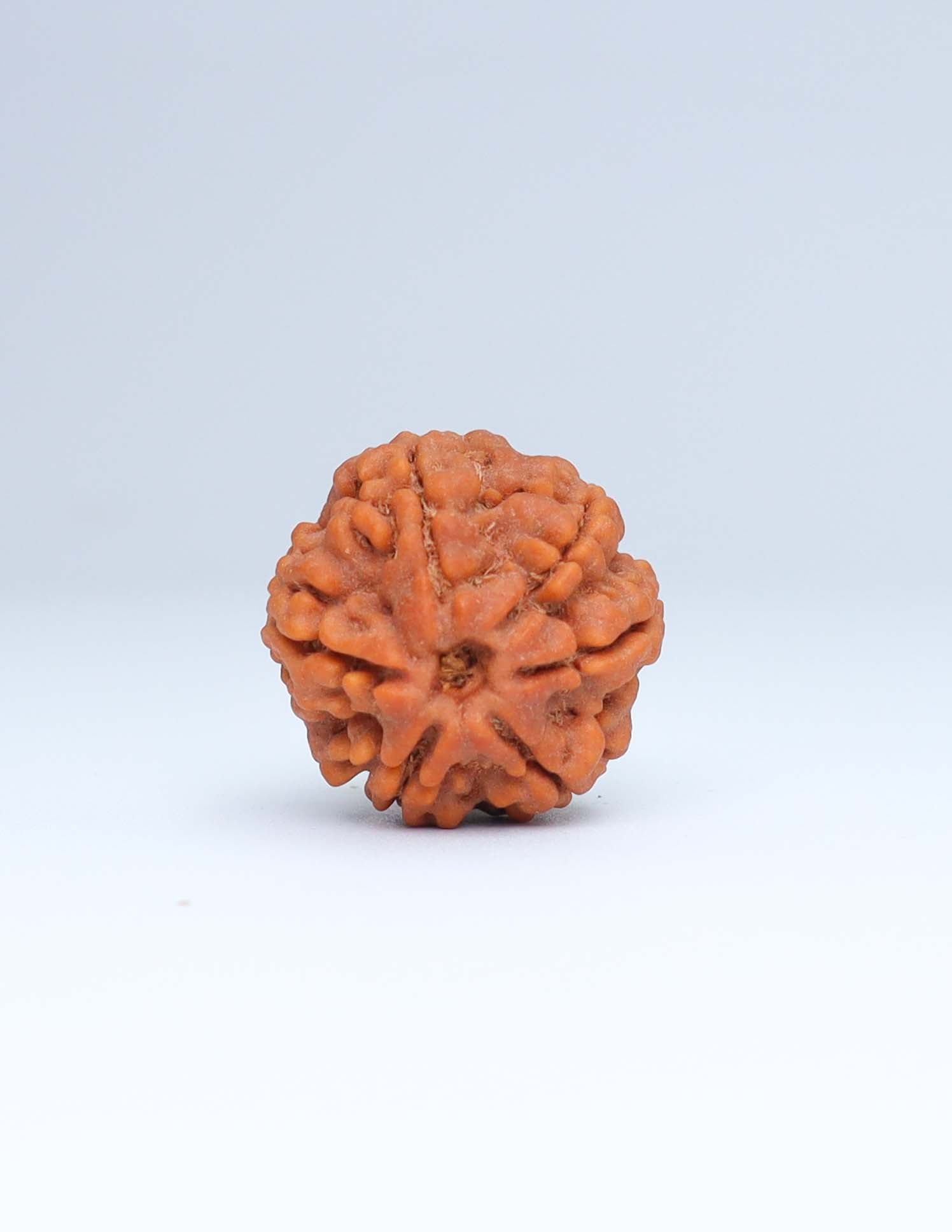 6 Mukhi Nepali Rudraksha